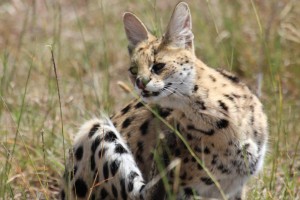 Serval Cat